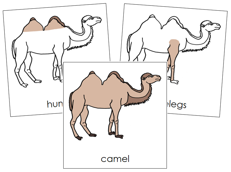 Parts of a Camel 3-Part Nomenclature Cards by Montessori Print Shop