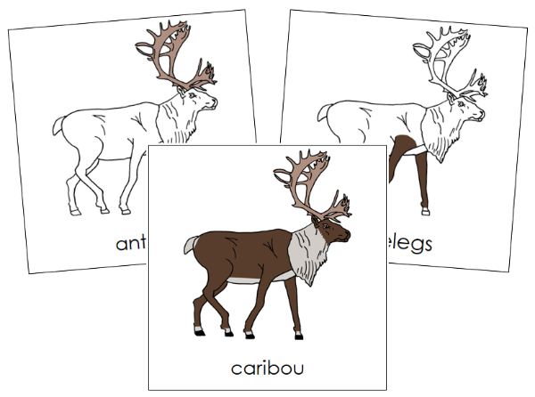 Parts of a Caribou 3-Part Nomenclature Cards by Montessori Print Shop