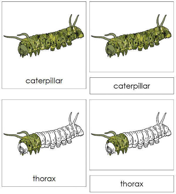 Parts of a Caterpillar 3-Part Nomenclature Cards by Montessori Print Shop