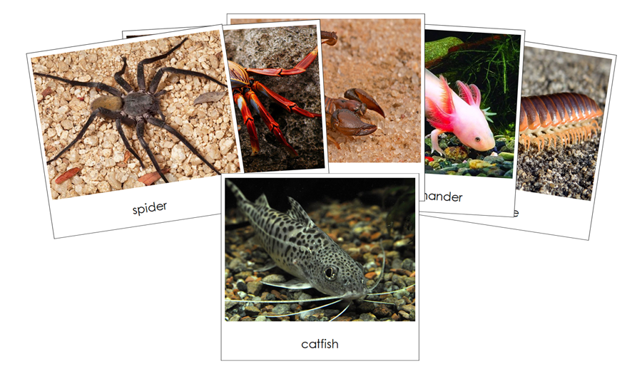 Cave Dwellers Safari Toob Cards - Montessori Print Shop