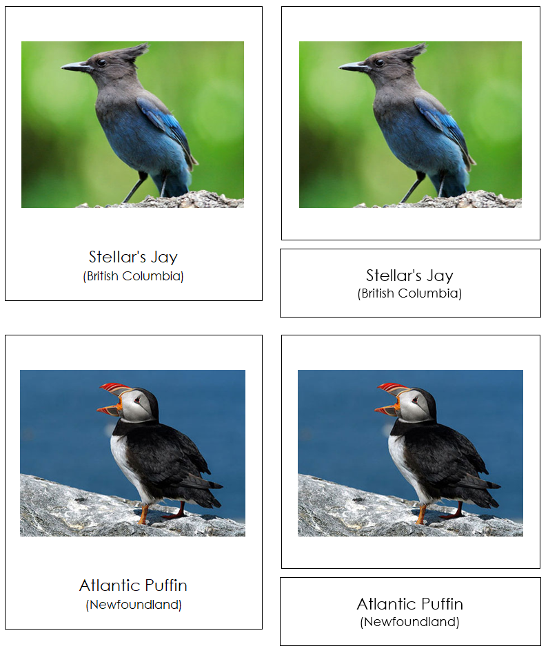 Provincial & Territorial Birds of Canada 3-Part Cards by Montessori Print Shop