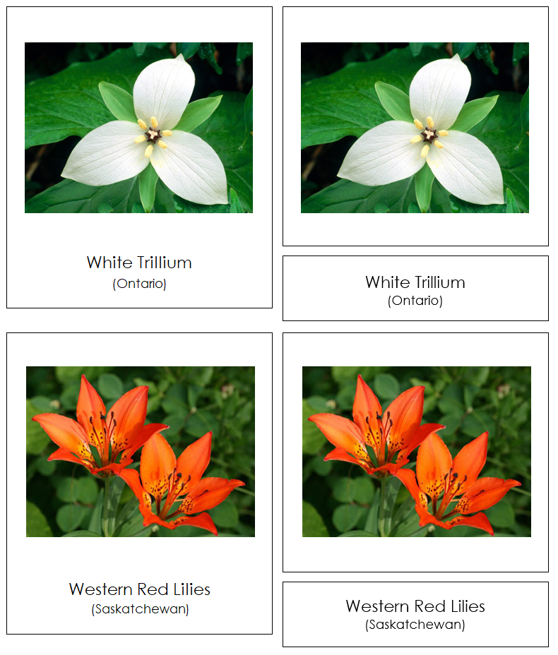 Flowers of Canada 3-Part Cards by Montessori Print Shop
