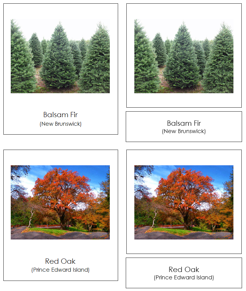 Provincial & Territorial Trees of Canada 3-Part Cards by Montessori Print Shop