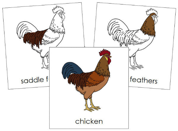 Parts of a Chicken Nomenclature Cards by Montessori Print Shop