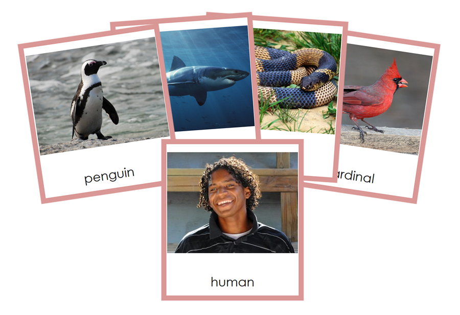 Types of Chordata Cards  (Animal Kingdom) by Montessori Print Shop