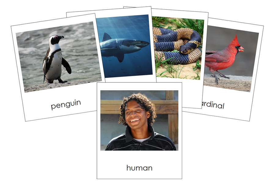 Types of Chordata Cards  (Animal Kingdom) by Montessori Print Shop
