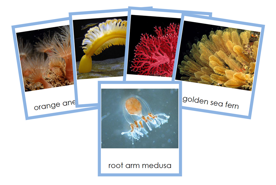 Types of Cnidaria Cards (Animal Kingdom) by Montessori Print Shop