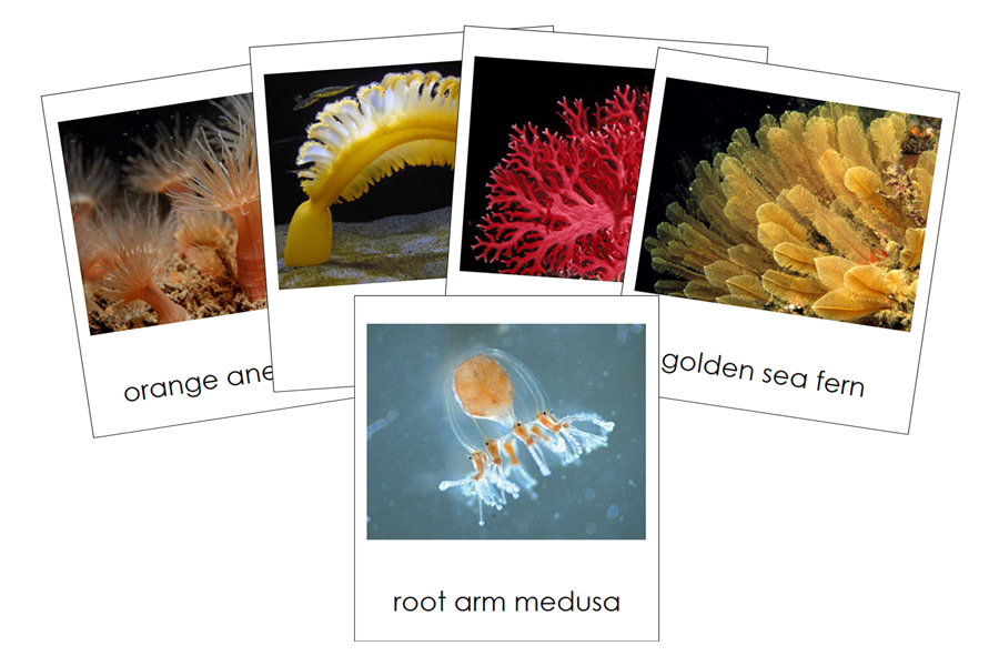 Types of Cnidaria (Animal Kingdom) by Montessori Print Shop