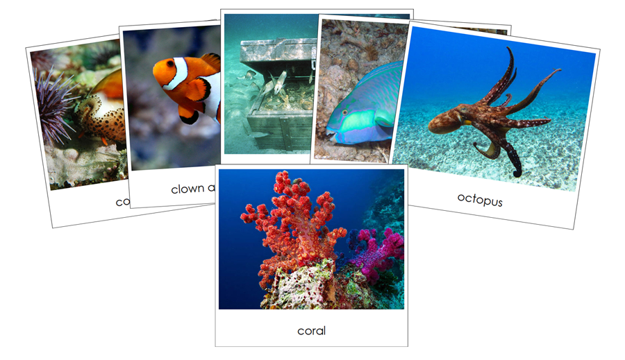 Coral Reef Safari Toob Cards - Montessori Print Shop