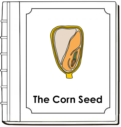 Parts of a Corn Seed Nomenclature Book (Red) - Montessori Print Shop Digital Download