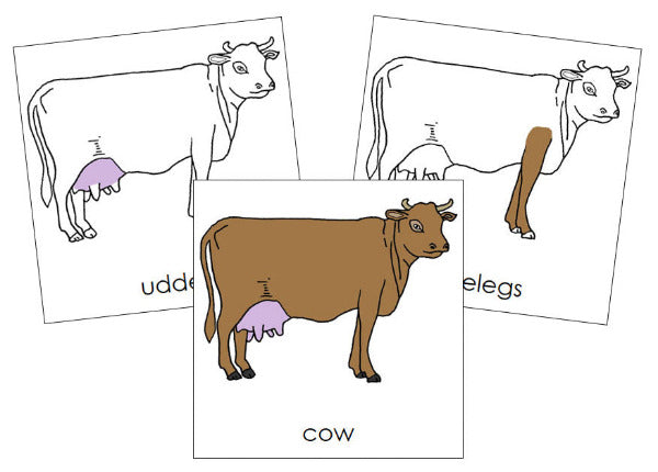 Parts of a Cow 3-Part Nomenclature Cards by Montessori Print Shop