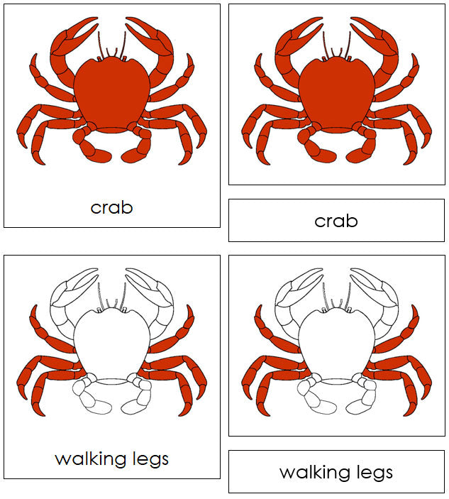 Parts of a Crab Nomenclature 3-Part Cards - Montessori Print Shop