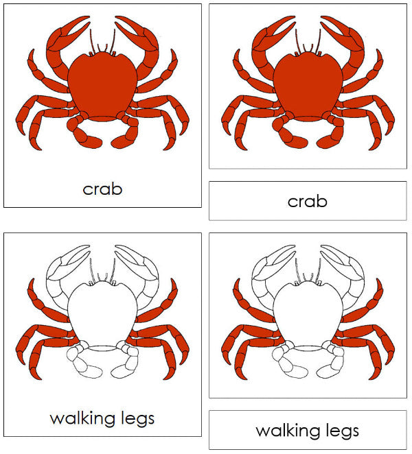 Parts of a Crab Nomenclature Cards by Montessori Print Shop