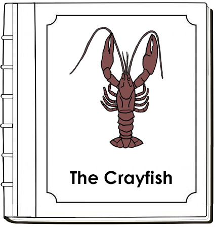 Crayfish Nomenclature Book (red) by Montessori Print Shop Digital Download