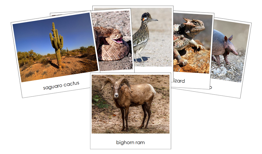 Desert Safari Toob Cards by Montessori Print Shop