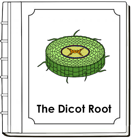 Parts of a Dicot Root Nomenclature Book (red) - Montessori Print Shop Digital Download