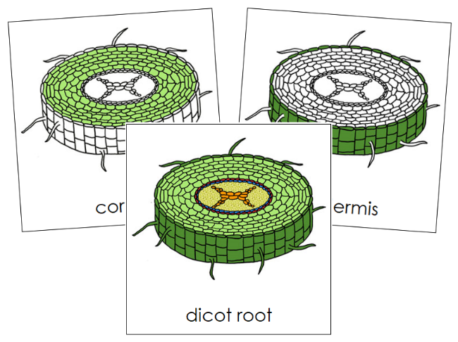 Dicot Root Nomenclature 3-Part Cards - Montessori Print Shop Digital Download