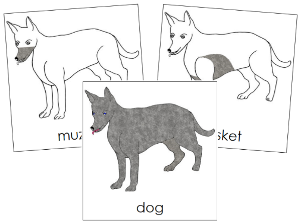 Parts of a Dog 3-Part Nomenclature Cards by Montessori Print Shop