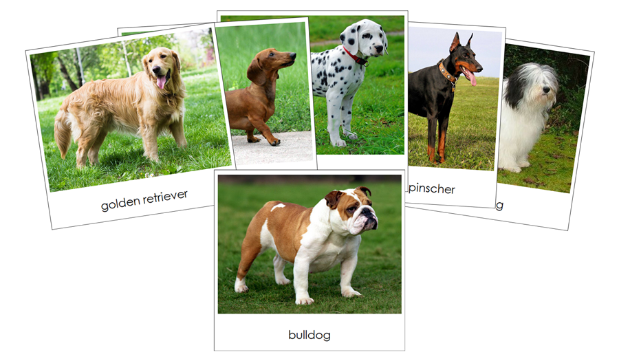 Dogs Safari Toob Cards by Montessori Print Shop