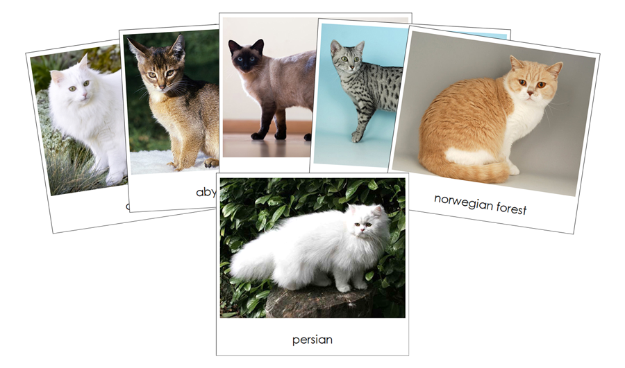 Domestic Cats - Safari Toob Cards by Montessori Print Shop