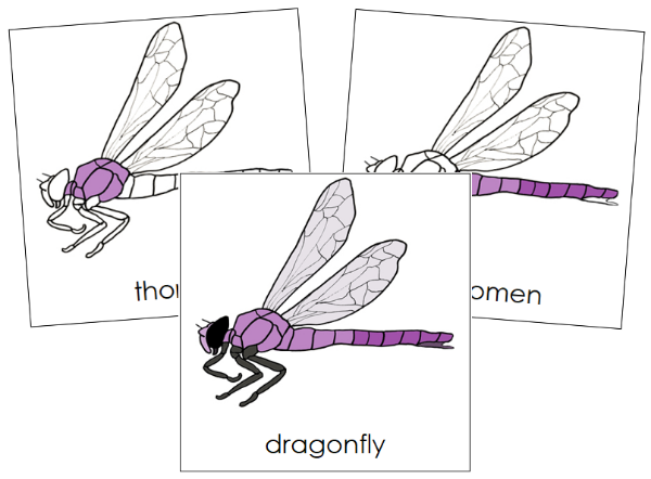 Parts of a Dragonfly 3-Part Nomenclature Cards by Montessori Print Shop