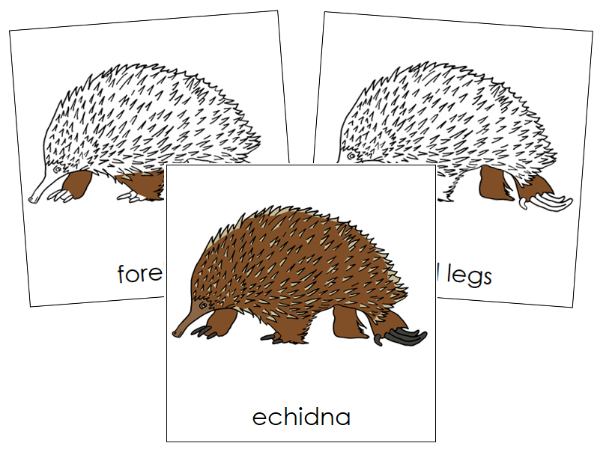 Parts of an Echidna 3-Part  Nomenclature Cards by Montessori Print Shop