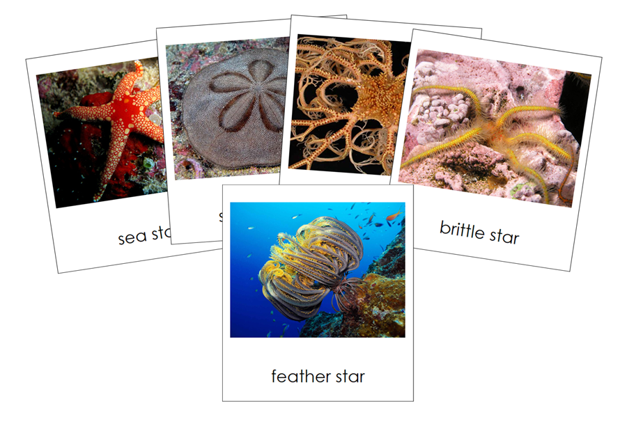 Types of Echinodermata 3-Part Cards (Animal Kingdom) by Montessori Print Shop