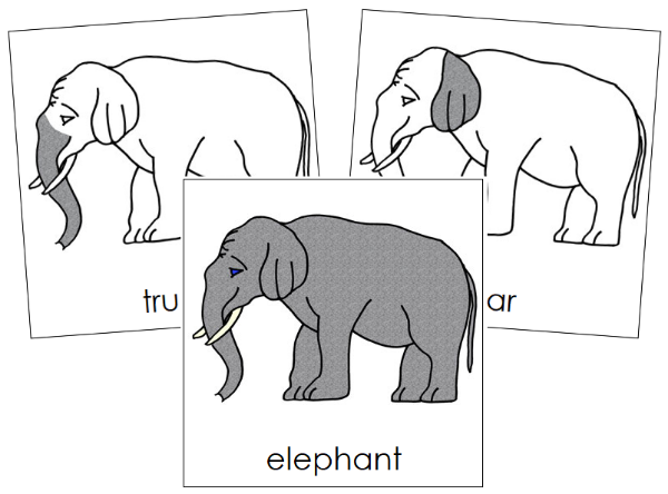 Parts of an Elephant 3-Part Cards Nomenclature Cards by Montessori Print Shop 