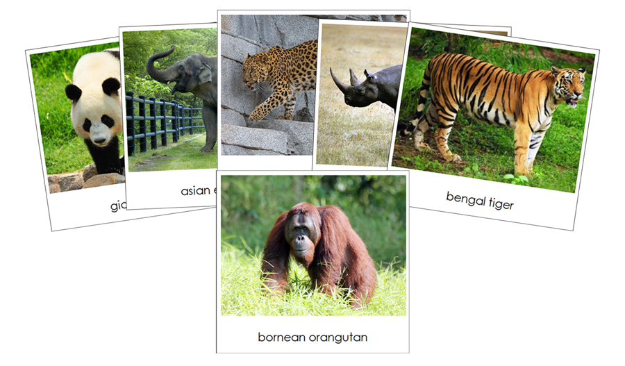 Endangered Species (Land) - Safari Toob Cards by Montessori Print Shop