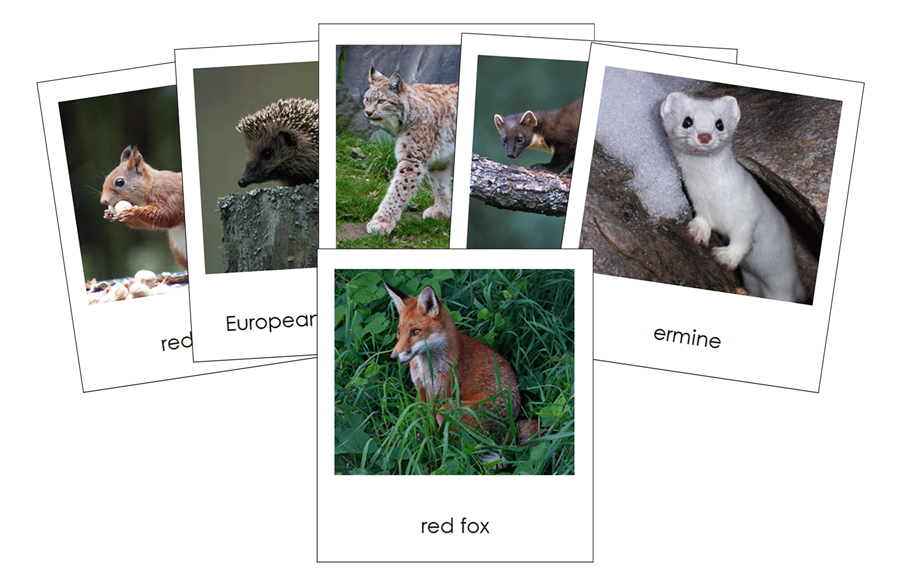 Animals of Europe 3-Part Cards by Montessori Print Shop