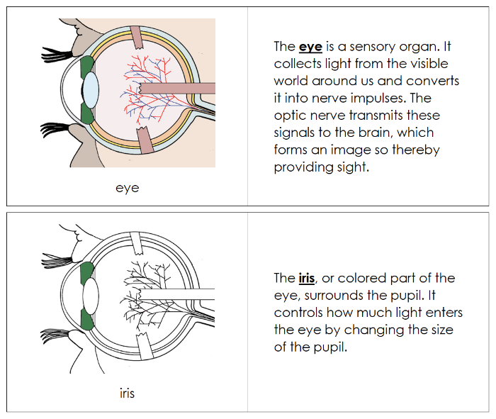 Parts of an Eye Nomenclature Book - Montessori Print Shop Digital Download