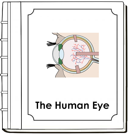Parts of an Eye Nomenclature Book - Montessori Print Shop Digital Download