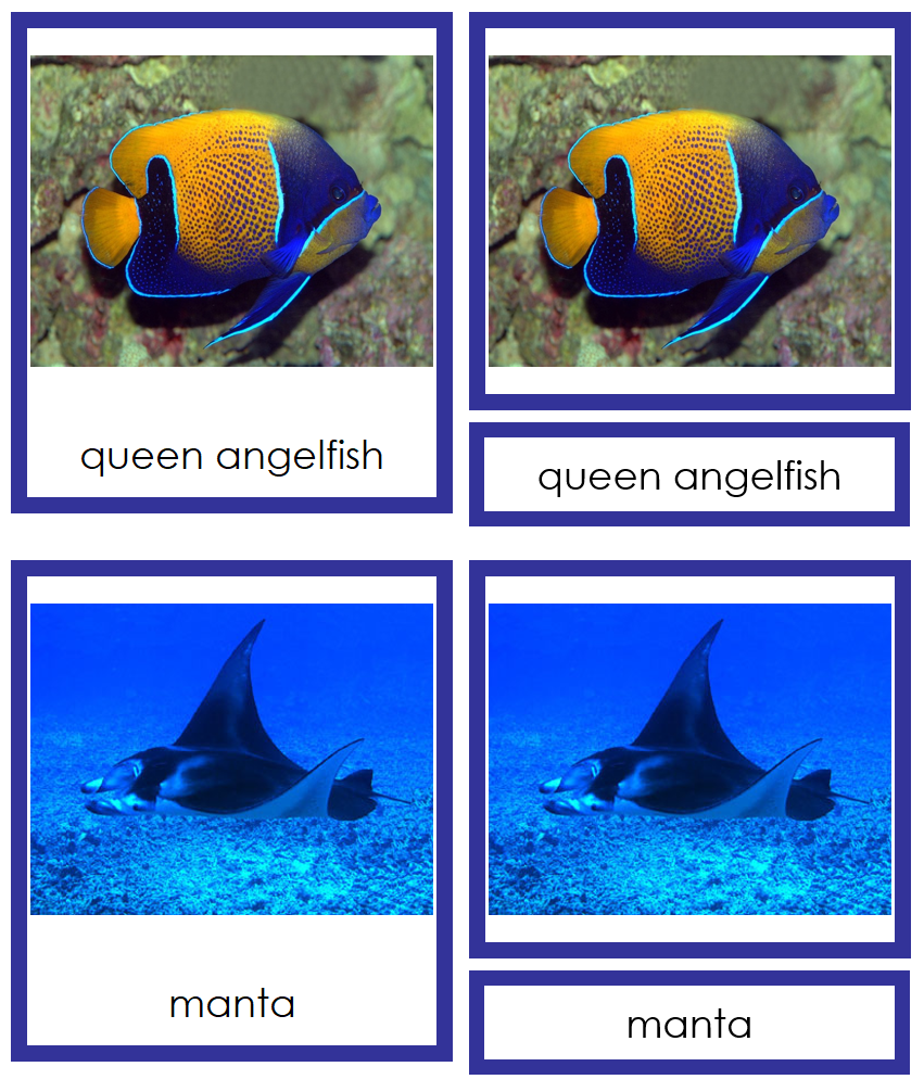 Types of Fish - Animal Kingdom Cards by Montessori Print Shop