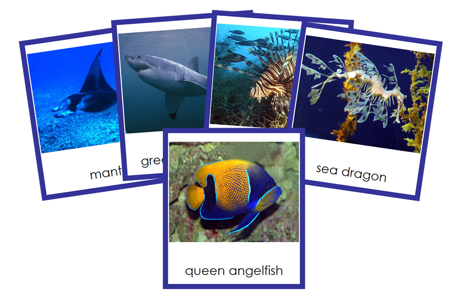 Types of Fish - Animal Kingdom Cards by Montessori Print Shop