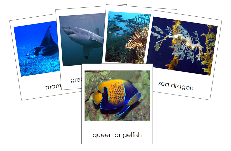 Types of Fish 3-Part Cards - Animal Kingdom Cards by Montessori Print Shop