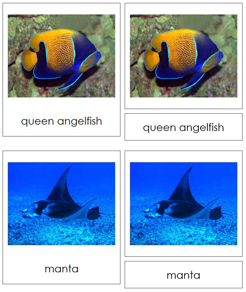Types of Fish 3-Part Cards - Animal Kingdom Cards by Montessori Print Shop