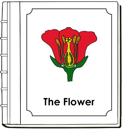 Parts of a Flower Nomenclature Book - Montessori Print Shop Digital Download