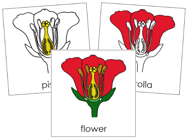 Parts of a Flower Nomenclature Cards and Blackline Master - Montessori Print Shop Digital Download