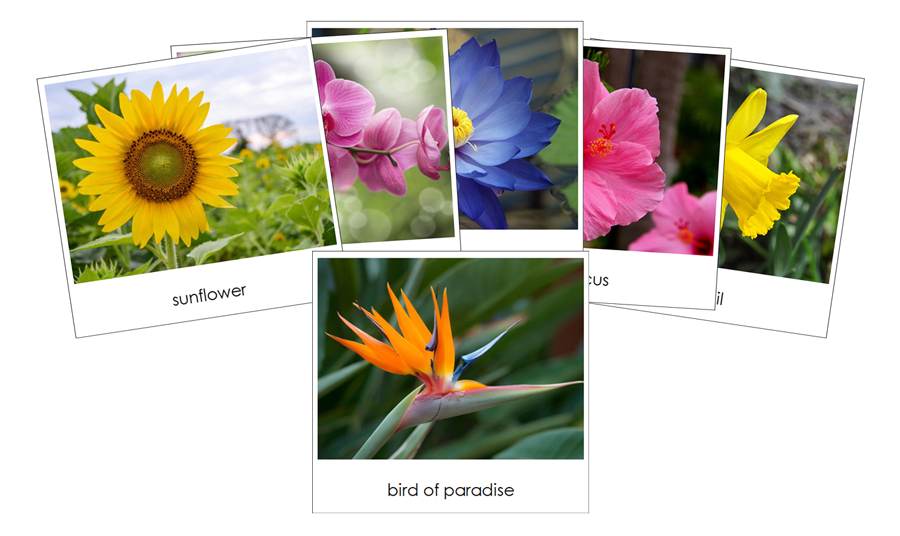 Flowers - Safari Toob Cards by Montessori Print Shop