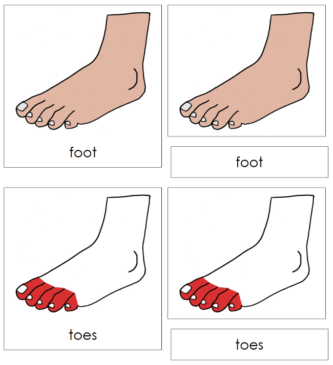 Parts of a Foot Nomenclature Cards (red) - Montessori Print Shop Digital Download