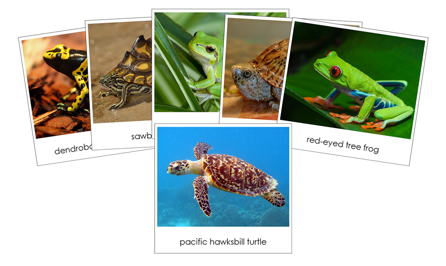 Frogs & Turtles - Safari Toob Cards by Montessori Print Shop