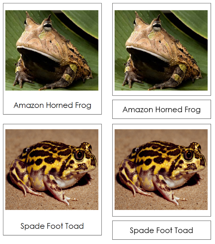 Types of Frogs & Toads 3-Part Classified Cards - Montessori Print Types of Frogs & Toads 3-Part Classified Cards - Montessori Print