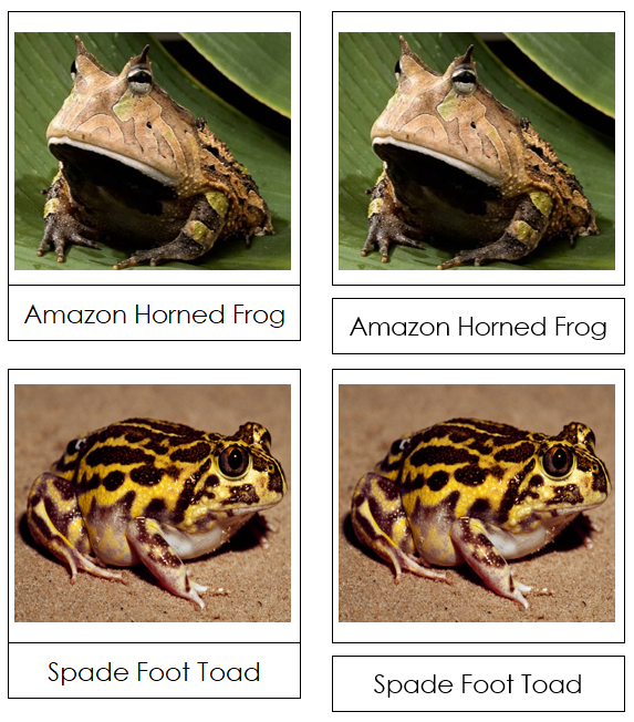 Frog & Toad Picture Cards - Montessori Print Shop