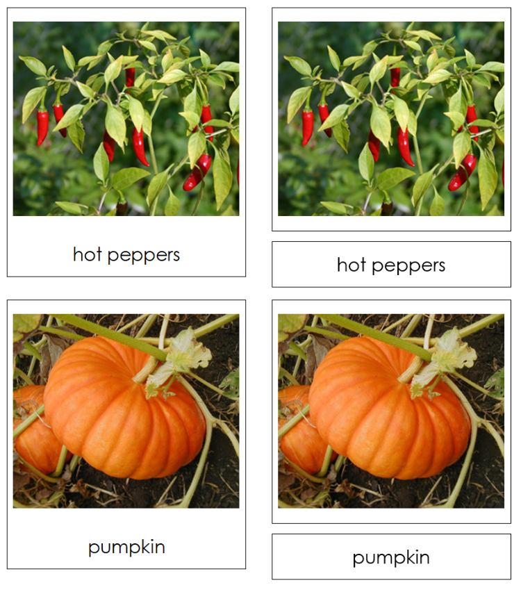 Types of Fruit Vegetables (Set 2) 3-Part Classified Cards - Montessori Print Shop Digital Download