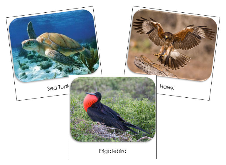 Galapagos Safari Toob Cards - Montessori Print Shop
