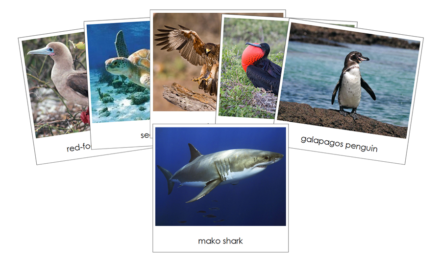 Galapagos Safari Toob Cards - Montessori Print Shop