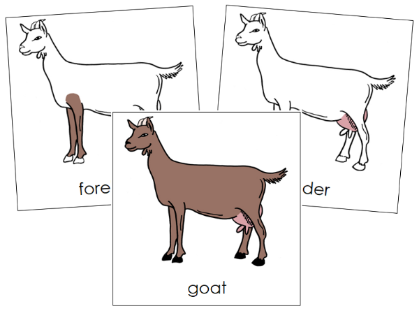 Parts of a Goat 3-Part Nomenclature Cards by Montessori Print Shop