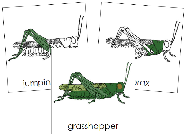 Parts of a Grasshopper 3-Part Nomenclature Cards by Montessori Print Shop