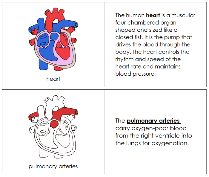 Human Heart Nomenclature Book (red) - Montessori Print Shop Digital Download