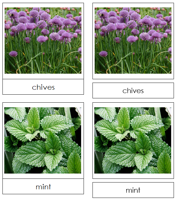 Herb Picture Cards - Montessori Print Shop
